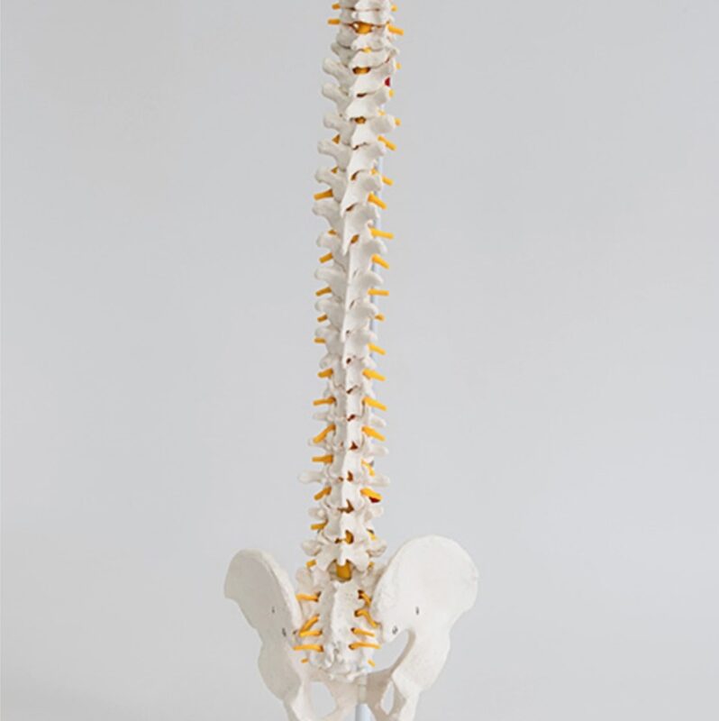 Kręgosłup elastyczny - model standardowy