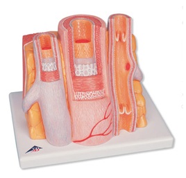 Model tętnicy i żyły G42