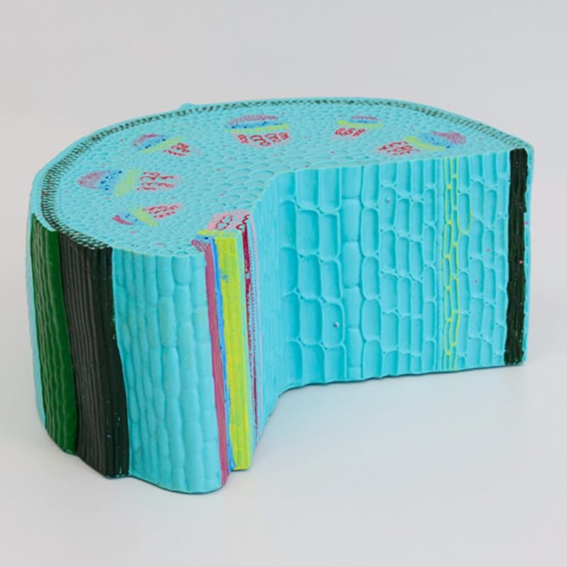 Model łodygi rośliny dwuliściennej