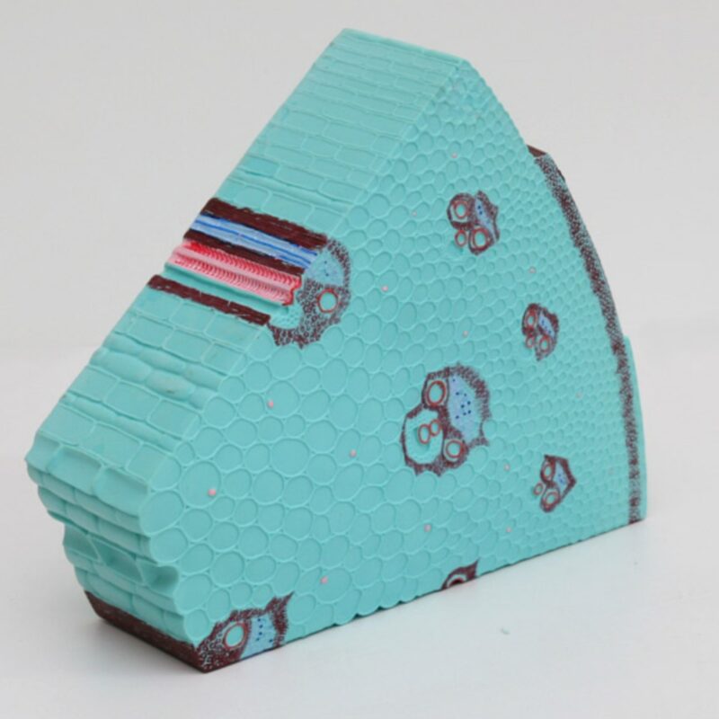 Model łodygi rośliny jednoliściennej