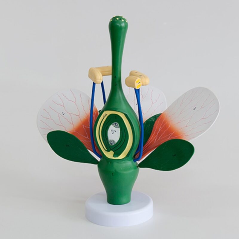 Model rośliny dwuliściennej - kwiat brzoskwini przekrój