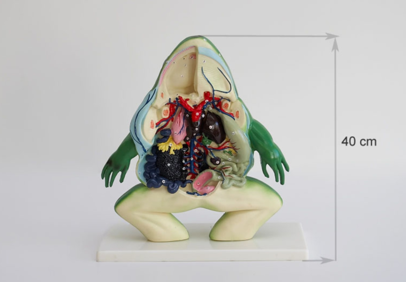 Model żaby anatomiczny- żaba sekcja