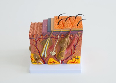 Model blokowy skóry człowieka - skóra człowieka 70x