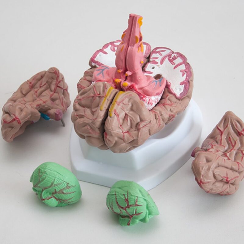 Mózg - model mózgu z arteriami 8 części