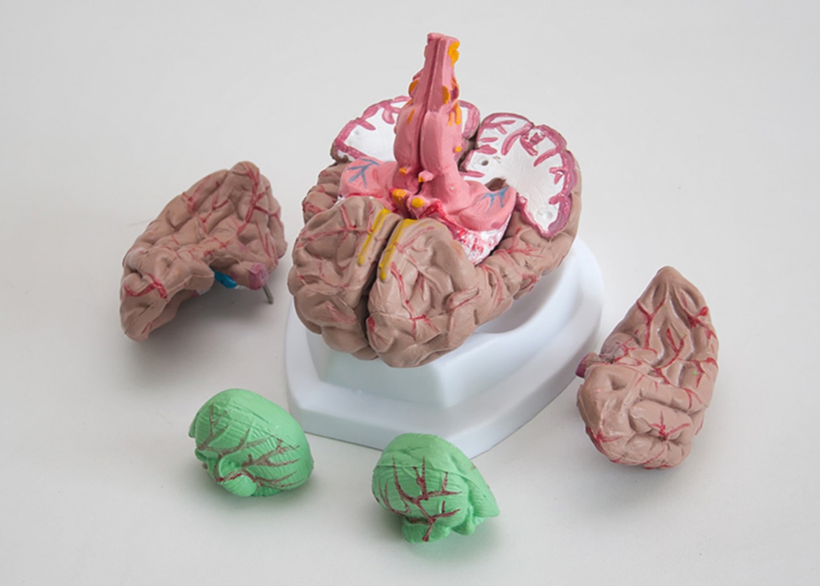 Mózg - model mózgu z arteriami 8 części