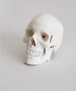 Model czaszki – czaszka człowieka