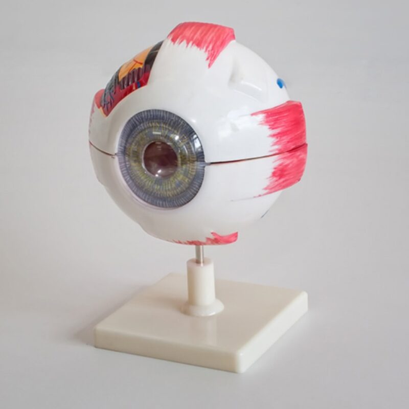 Oko - model oka 6x powiększone, 6 częściowe