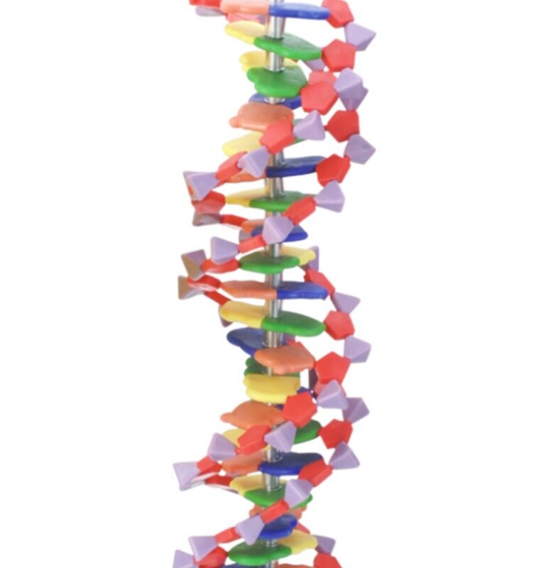 Model DNA duży