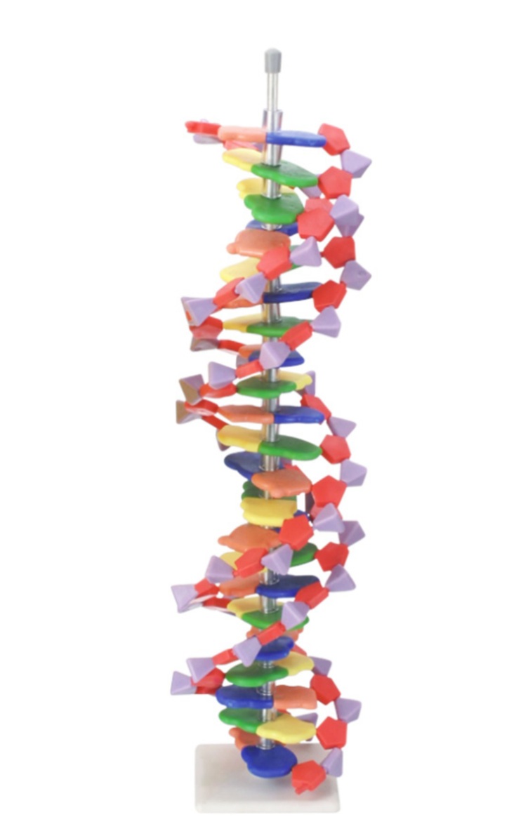 Model DNA duży