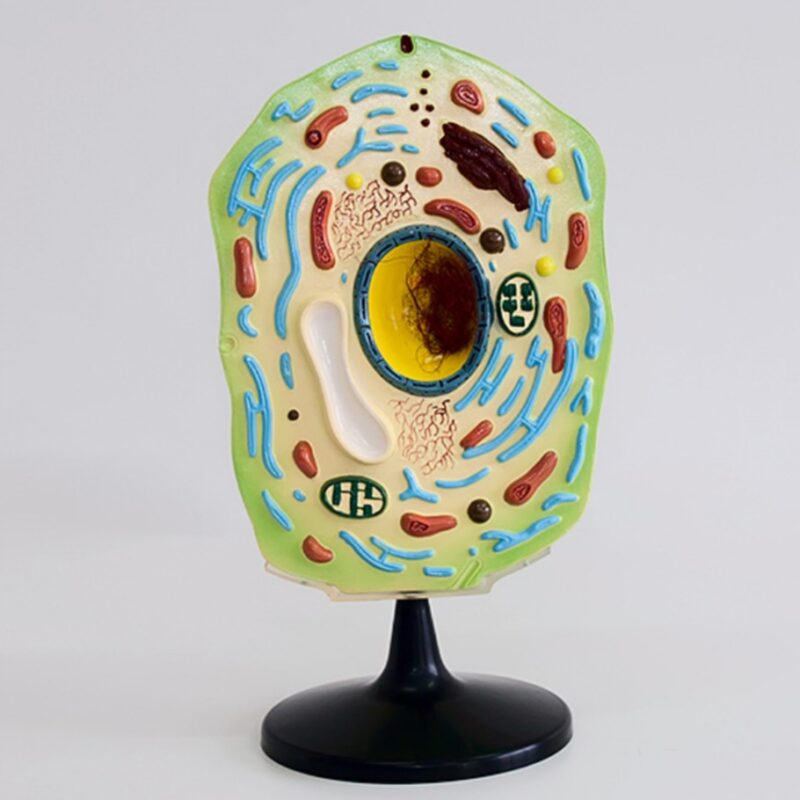 Model komórki roślinnej - komórka roślinna