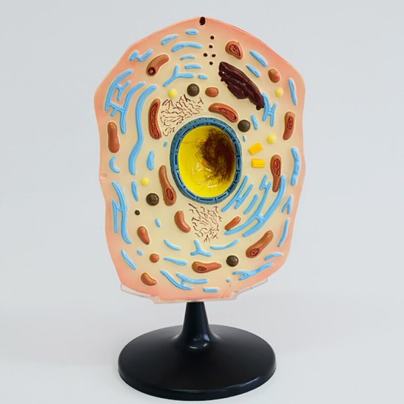 Model komórki zwierzęcej - komórka zwierzęca