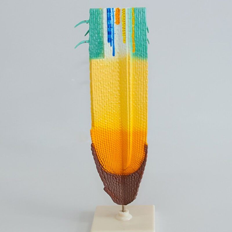 Model korzenia - korzeń końcówka