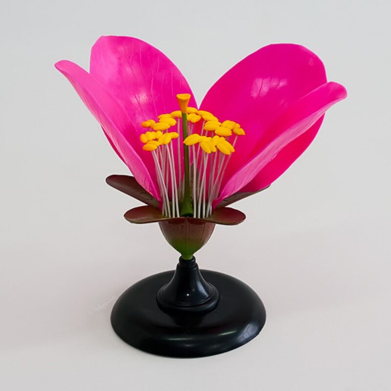 Model kwiatu brzoskwini - kwiat