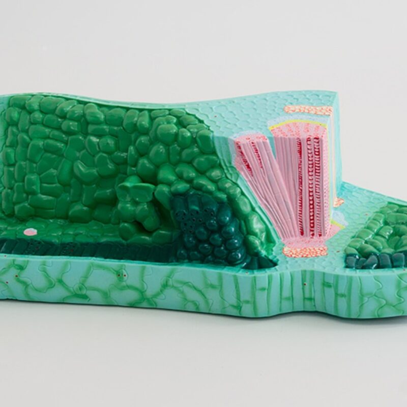 Model liścia struktura - liść w przekroju